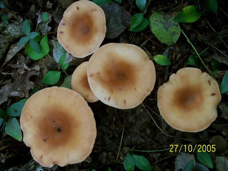 Armillaria mellea e Lepista inversa